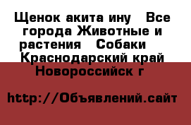 Щенок акита ину - Все города Животные и растения » Собаки   . Краснодарский край,Новороссийск г.